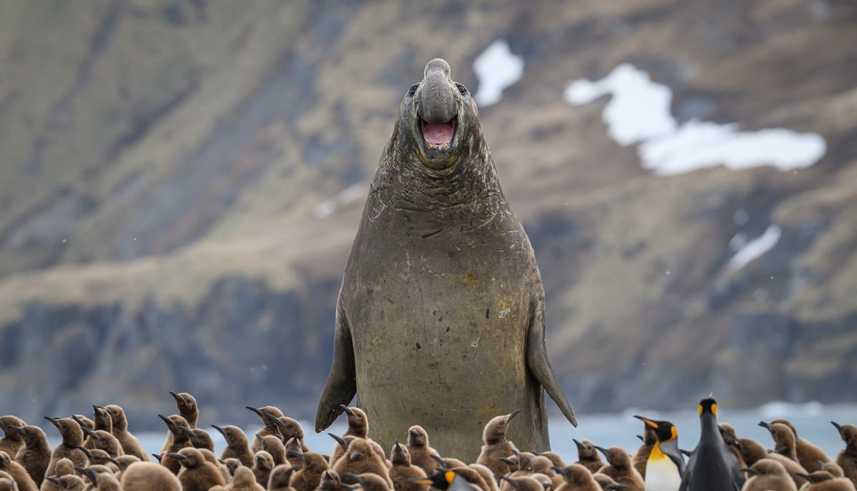 「にっこり（Smile）」オウサマペンギンのヒナを蹴散らして進むミナミゾウアザラシ。 撮影地：サウスジョージア島　©Marek Jackowski / Nikon Comedy Wildlife Photography Awards 2026