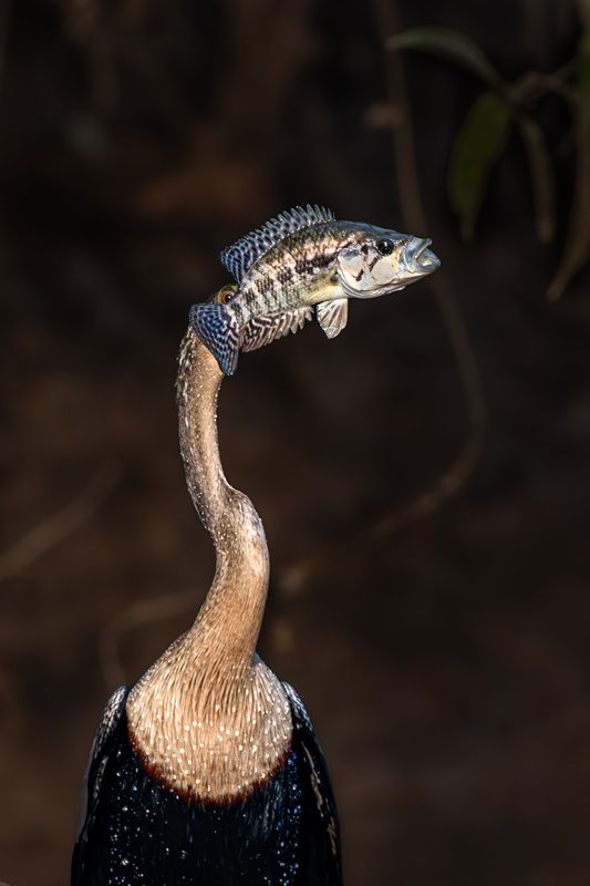 「頭が魚になった鳥（Fish-headed bird）」 撮影地：コスタリカ・ロスチレス地区のフリオ川　© Eigil B. Jensen / Nikon Comedy Wildlife Photography Awards 2026