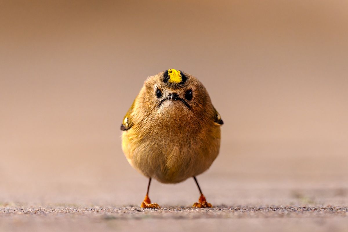 「怒る小鳥（Angry Bird）」 撮影地：ドイツ・ヘルゴラント島　©Jan Wittmer / Nikon Comedy Wildlife Photography Awards 2026