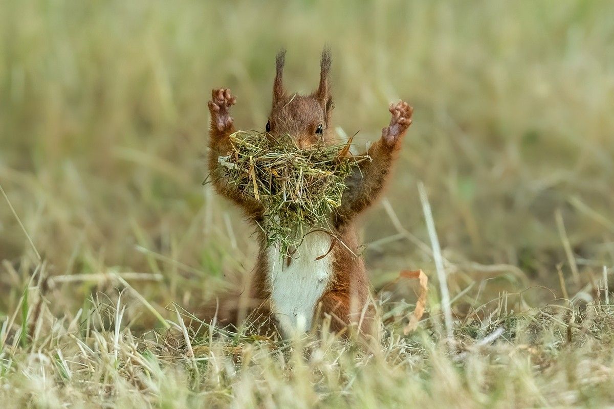 「小さなゴジラ（Little Godzilla）」 撮影地：ドイツ・ハノーファー　©Udo Harms / Nikon Comedy Wildlife Photography Awards 2026