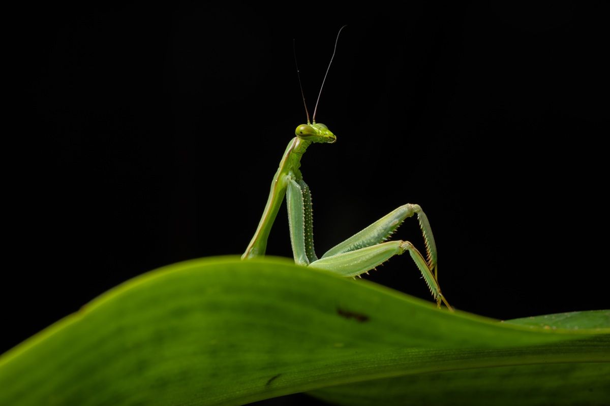 「セクシーなカマキリ（Sexy mantis）」 撮影地：ペルー・クスコ、カマンティ地区　©Diego Perez / Nikon Comedy Wildlife Photography Awards 2026