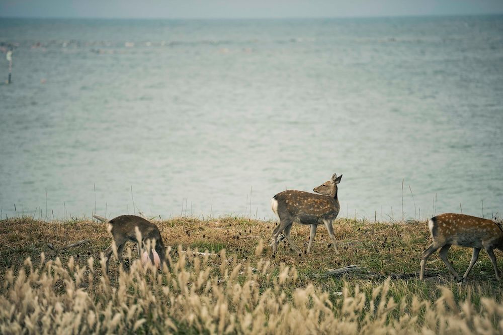 砂嘴（さし）の草原では、エゾシカが草をはんでいた。野付半島と野付湾は、水鳥が集まる湿地として、ラムサール条約の登録湿地にもなっている。
