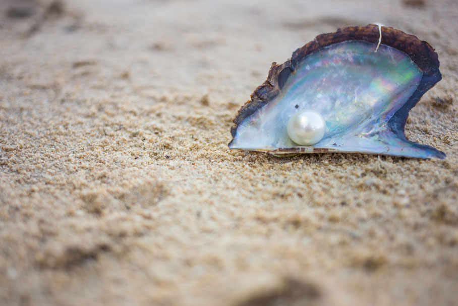 希少 オーストラリア産 加工前 シロチョウガイ Microshells: Pinctada