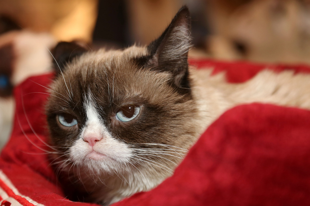 世界トップインフルエンサーに選ばれた「仏頂面のネコ」 | Forbes