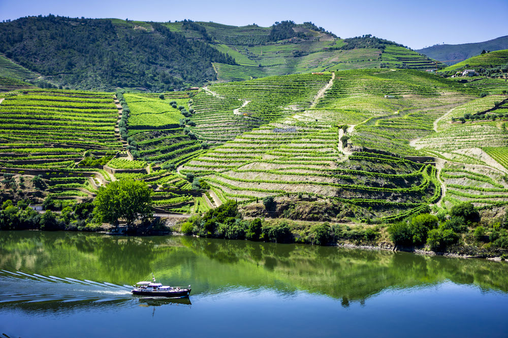 世界遺産の地が育む「伝統のワイン」と「これからのワイン」 | Forbes