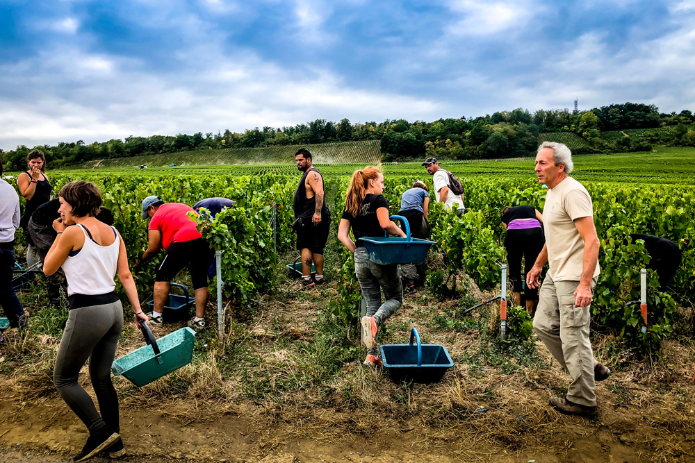 収穫の秋「良質なブドウなくして、美味しいワインなし」 | Forbes