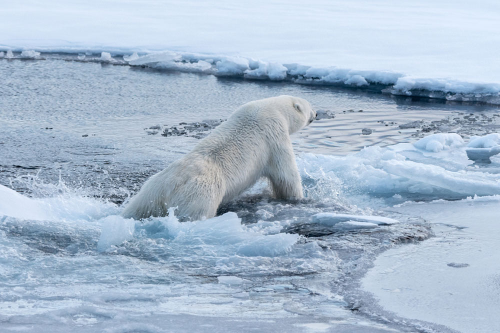 北極圏で観測史上最大の「氷の溶解」、1日125億トンが海に Forbes JAPAN 公式サイト(フォーブス ジャパン)