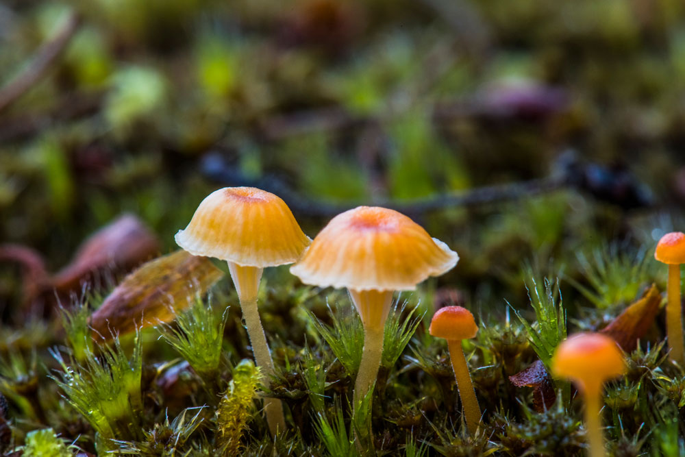 フュージョンキノコ うつ病治療薬としてのキノコの幻覚成分に高まる期待 研究結果 | Forbes