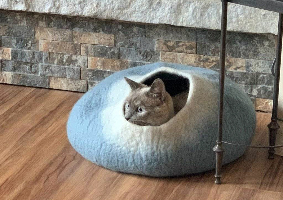 ネコすっぽり。メリノウールでできた「猫の巣」でみんな癒やされ ネコすっぽり。メリノウールでできた「猫の巣」でみんな癒やされ