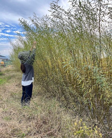 2、3メートルほどに成長した柳をかき分ける「芽かき」の作業