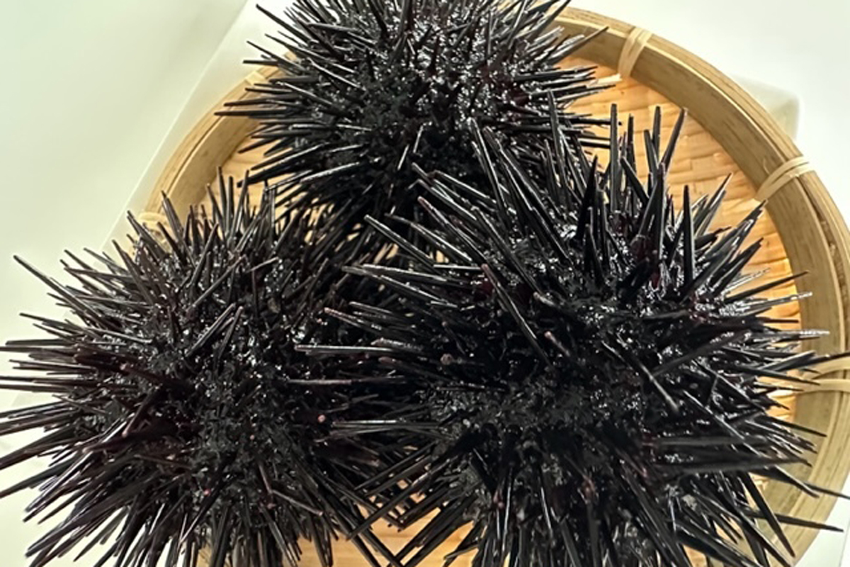 北三陸の「養殖ウニ」から考える持続可能な水産物の優先消費 | Forbes