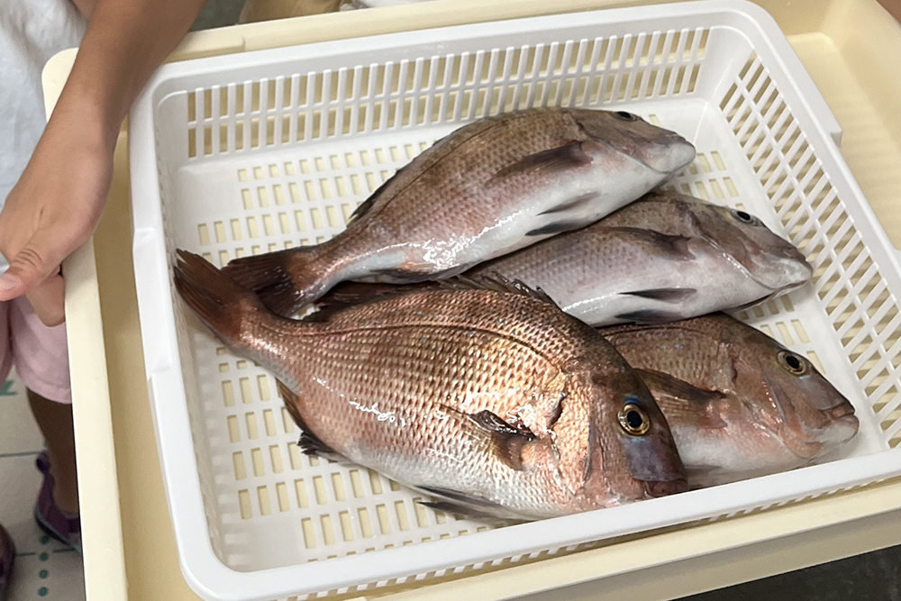 釣った魚を瞬間冷凍して無料配送、網代の手ブラ釣り堀が目指す先