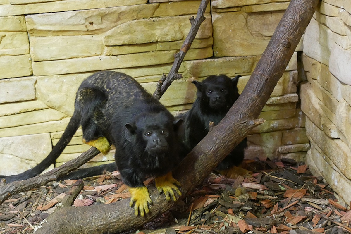 絶滅危惧の動植物の違法取引、世界で2000点以上も押収される
