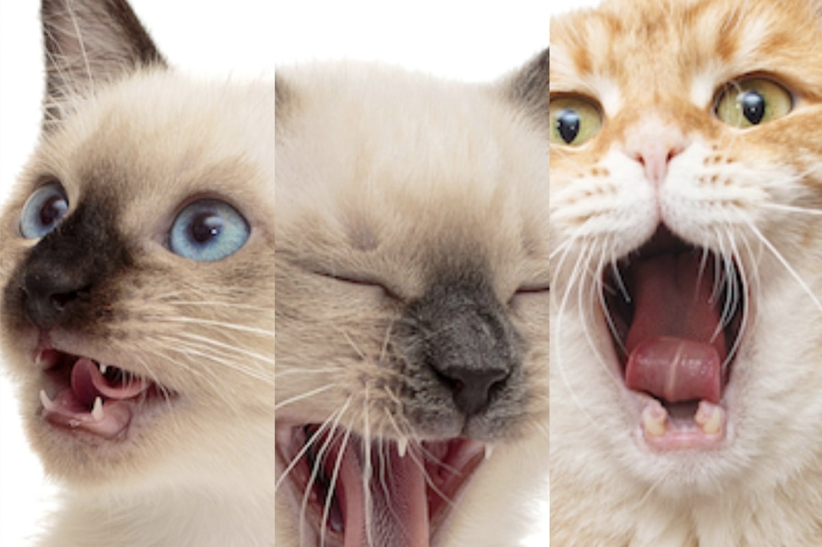 猫は「276通り」の顔をする、ヒトは意外に無表情 | Forbes JAPAN 公式