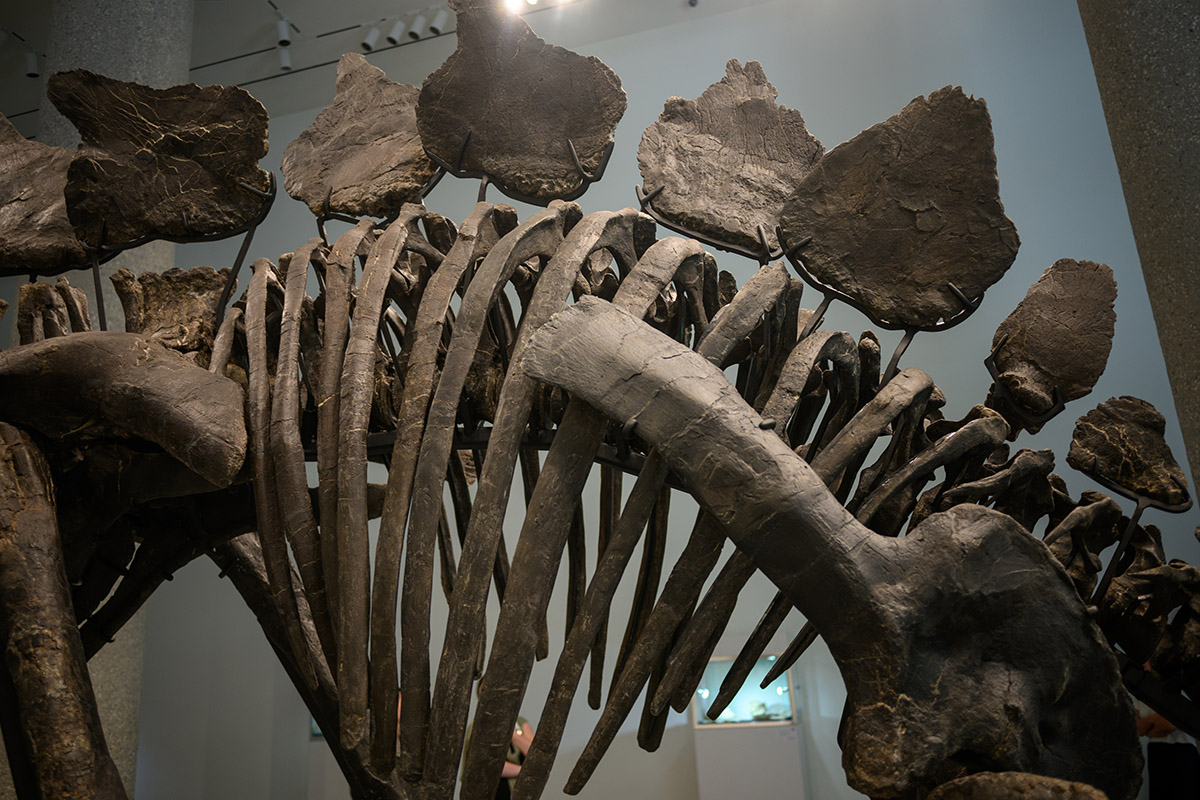 1.5億年前のステゴサウルス化石「エイペックス」、史上最高額70億円で