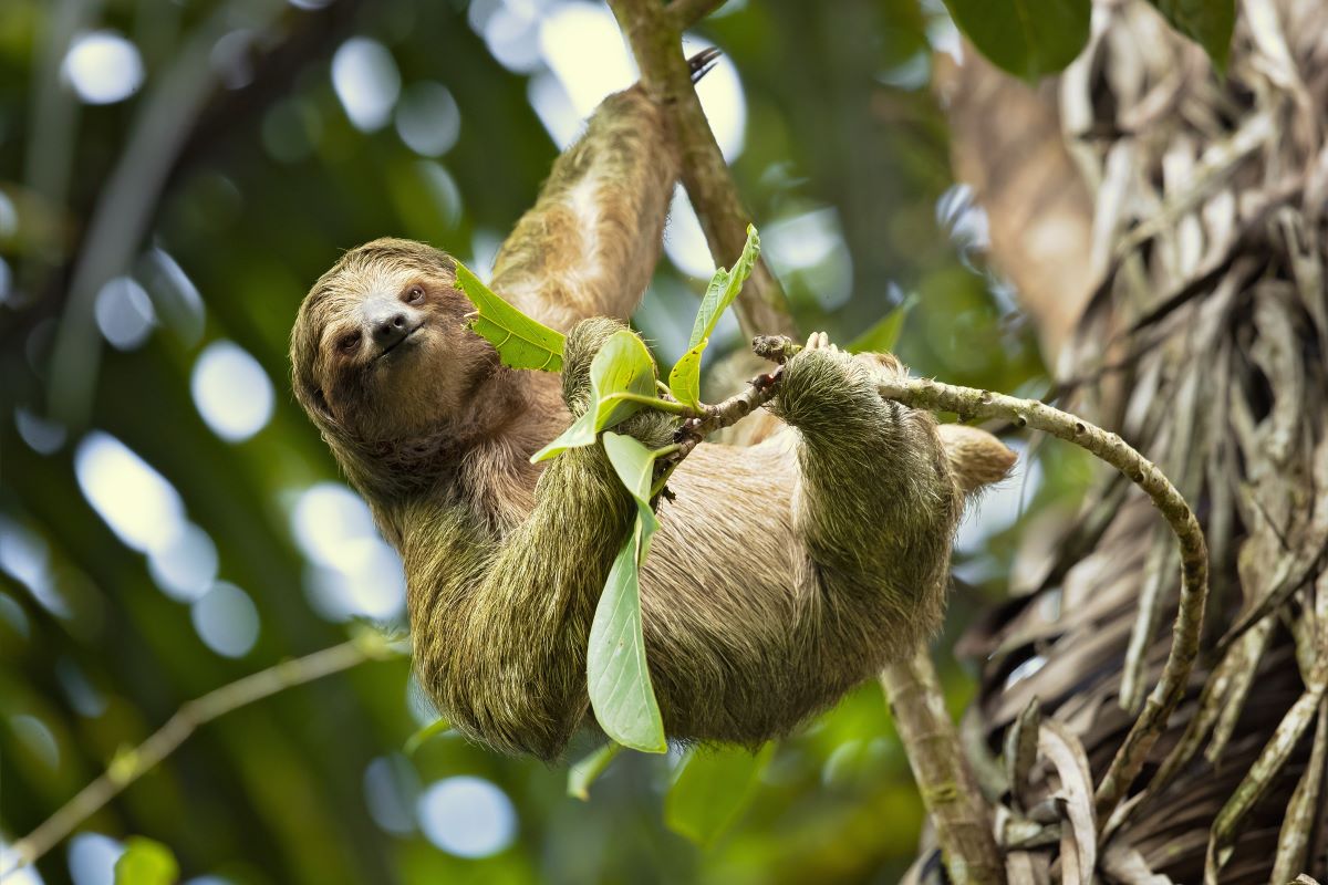 南米で感染広がる「ナマケモノ熱」で初の死者 知っておくべきこと | Forbes JAPAN 公式サイト（フォーブス ジャパン）
