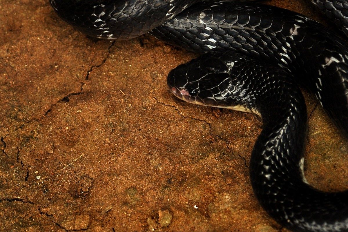 インド亜大陸にいるインドアマガサヘビ（Dr. Meet Poddar / Shutterstock.com）