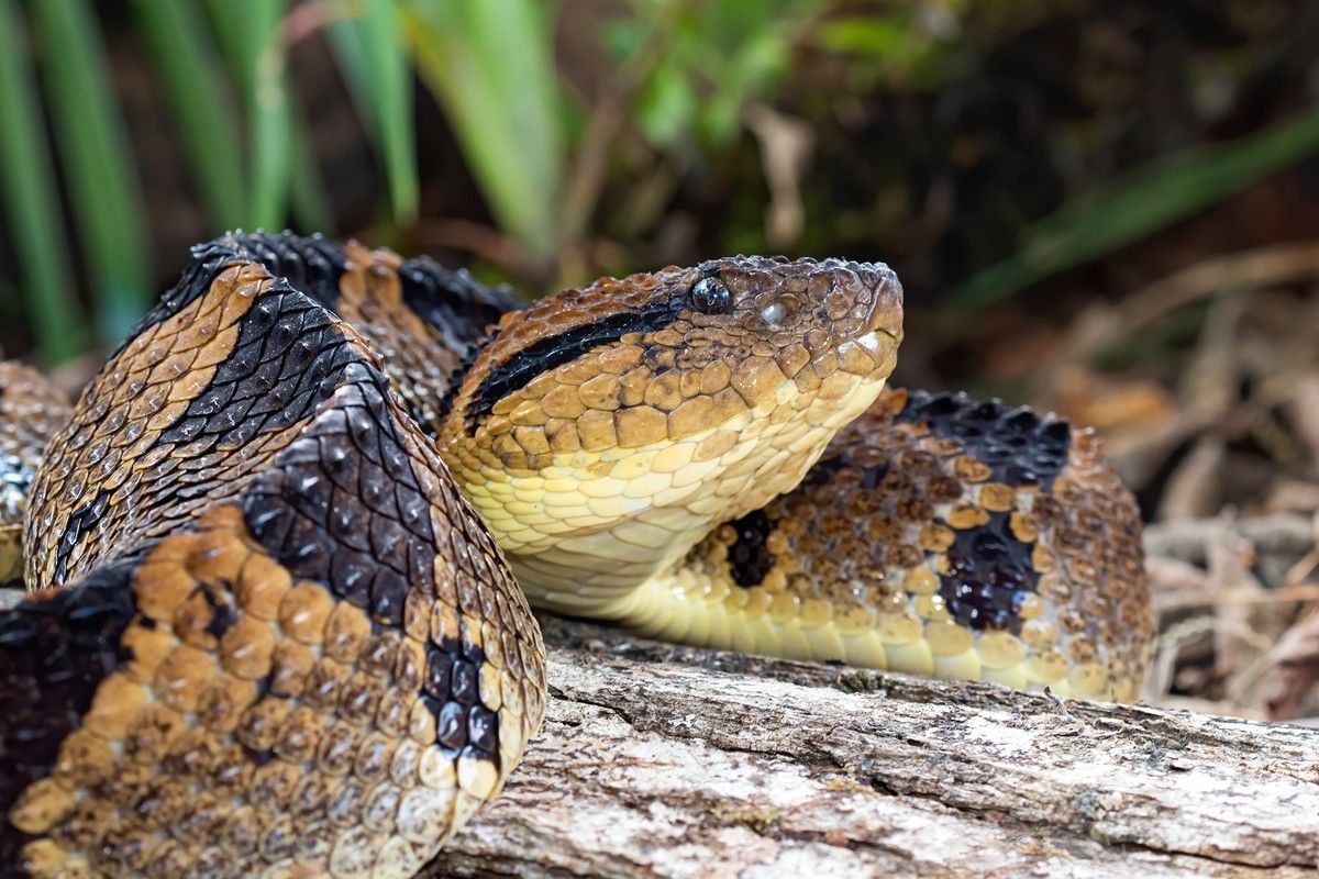 ラテンアメリカにいるフェルデランス（Jim Cumming / Shutterstock.com）