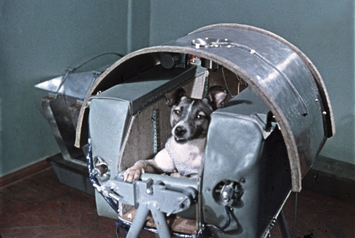 ソ連の 宇宙飛行犬 ライカの悲劇 動物実験の倫理とは 公式サイト フォーブス ジャパン