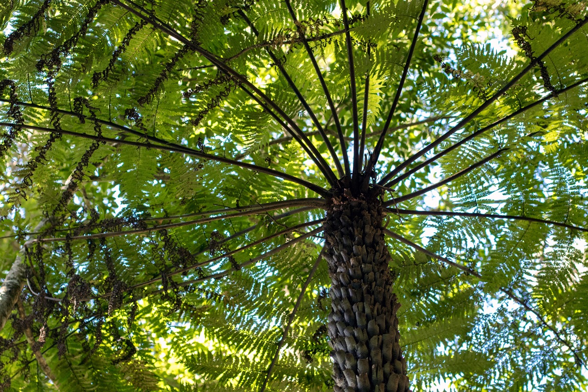 世界で最も厳重に保護される木、偶然発見された「生きた化石