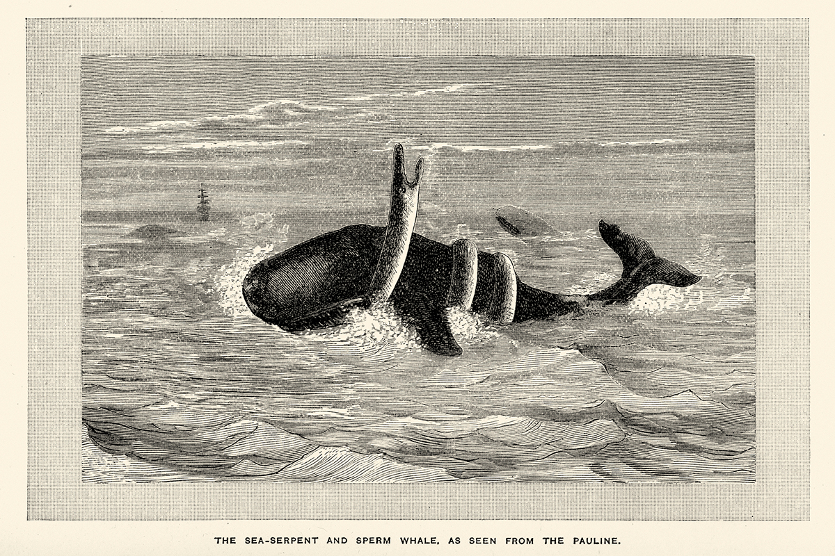 驚異の体長12m「クジラも捕食」していた超巨大ウミヘビが教えてくれる真実 | Forbes JAPAN 公式サイト（フォーブス ジャパン）