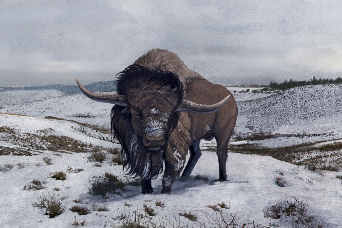 ジャイアントバイソン。学名：Bison latifrons（Getty Images）