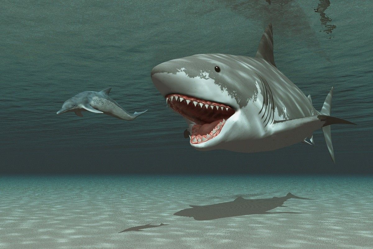 メガロドン。学名：Carcharocles megalodon（Shutterstock.com）