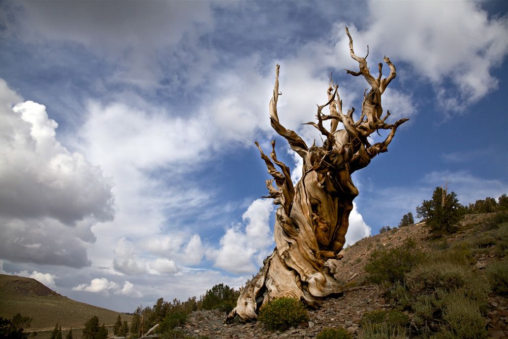 カリフォルニア州東部の高地、ホワイトマウンテンズに存在する「メトセラ」(Shutterstock.com)