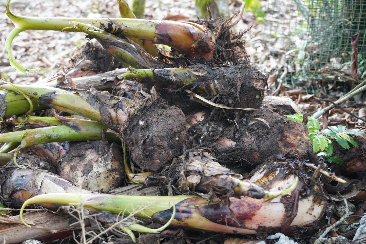 バナナの子株（Shutterstock.com）