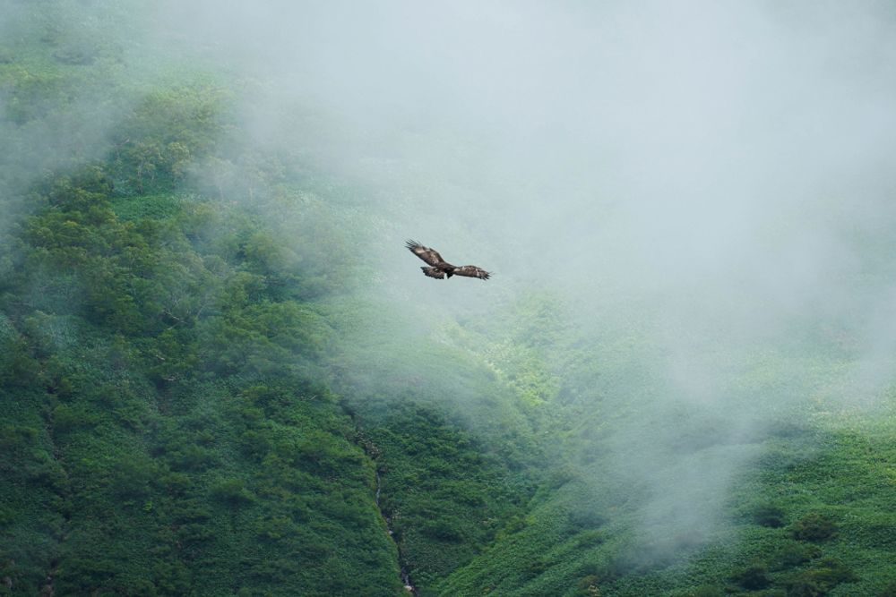 イヌワシ木材公式ウェブサイトより