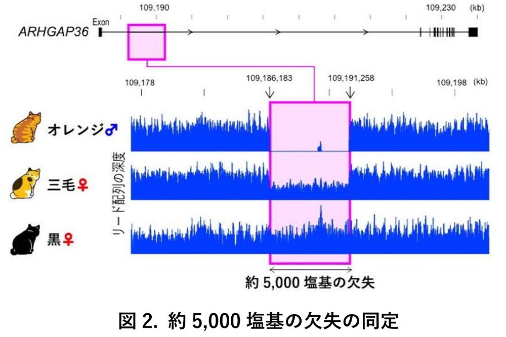 ARHGAP36遺伝子に欠失がある雄はオレンジに、同遺伝子の発現が弱い雌は三毛に、発現が強い雌は黒になる。グラフの赤い枠は、塩基の欠失部分の配列データの厚み、つまり発現の強さを示している。