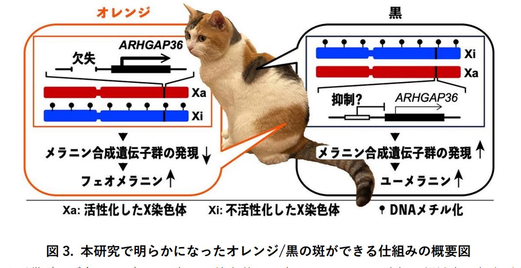 ARHGAP36遺伝子の発現がメラニン合成遺伝子の発現に影響を与えている。
