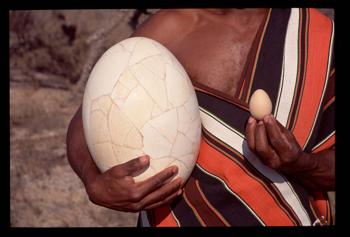 エレファントバードの卵（左）と鶏卵（右）の大きさの比（Chris Hellier / Getty Images）