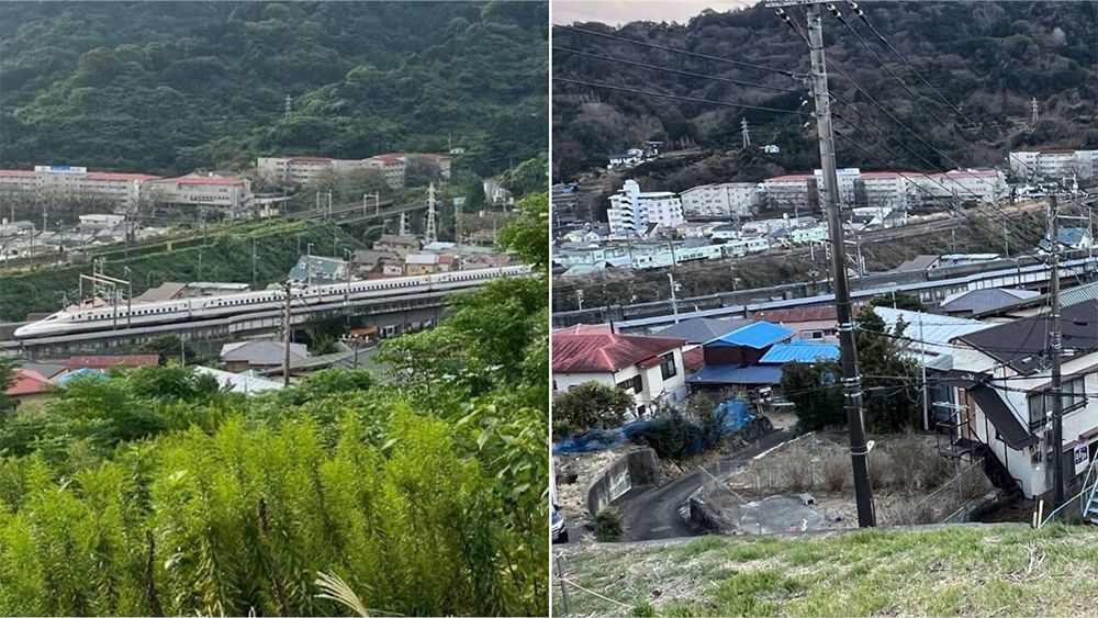 ヤギ除草の前（左）と後（右）。