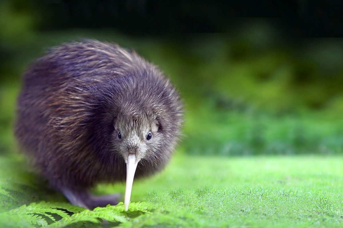 キーウィ（Mastak80 / Shutterstock）
