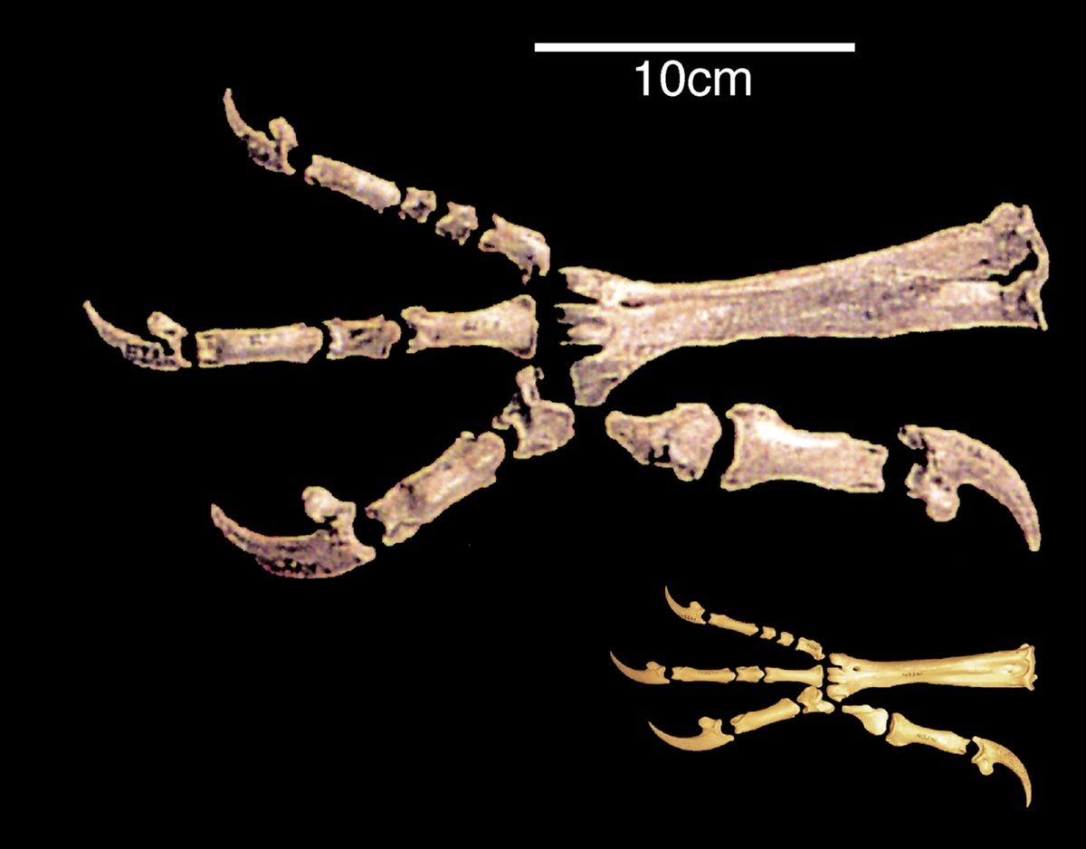 ハーストイーグルとアカヒメクマタカの鉤爪の比較 Bunce M, Szulkin M, Lerner HRL, Barnes I, Shapiro B, et al. 2005, PLoS Biology