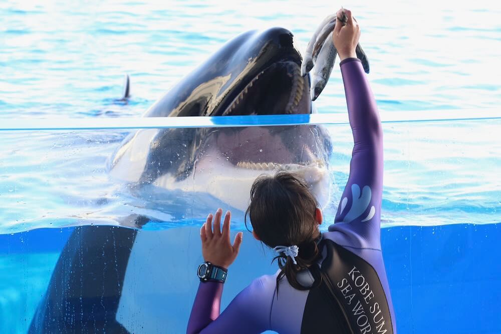 神戸須磨シーワールドでのエサやりタイム