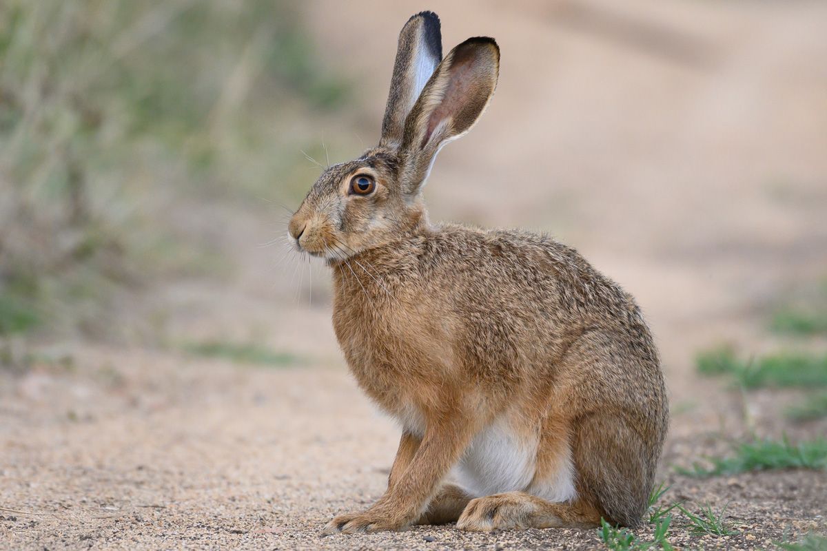 ノウサギ属のヨーロッパノウサギ（Shutterstock.com）