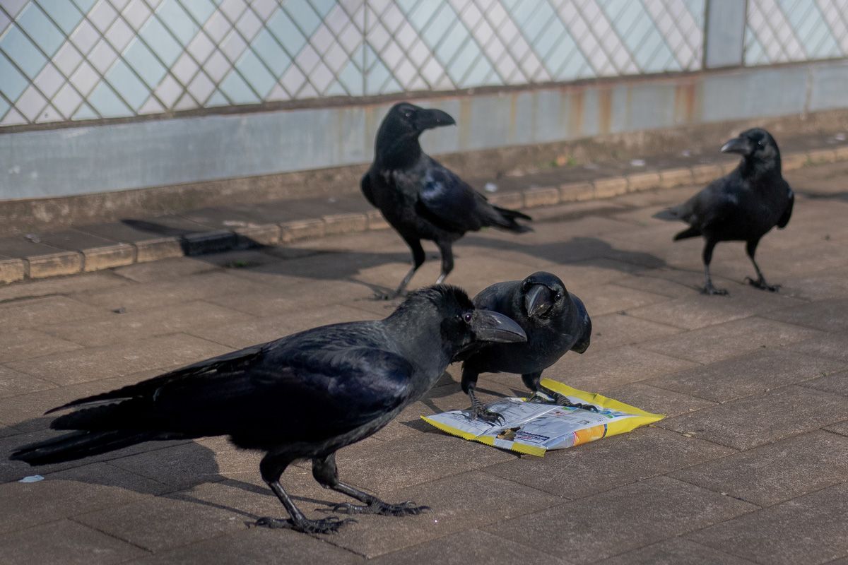 社会性が高く、しばしば大きな群れを形成するカラス（Shutterstock.com）