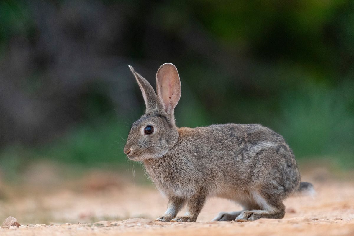 アナウサギ（Shutterstock.com）