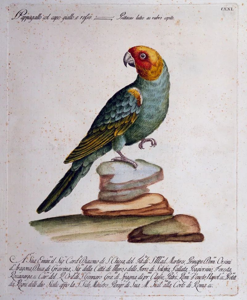 カロライナインコ（DeAgostini/Getty Images）