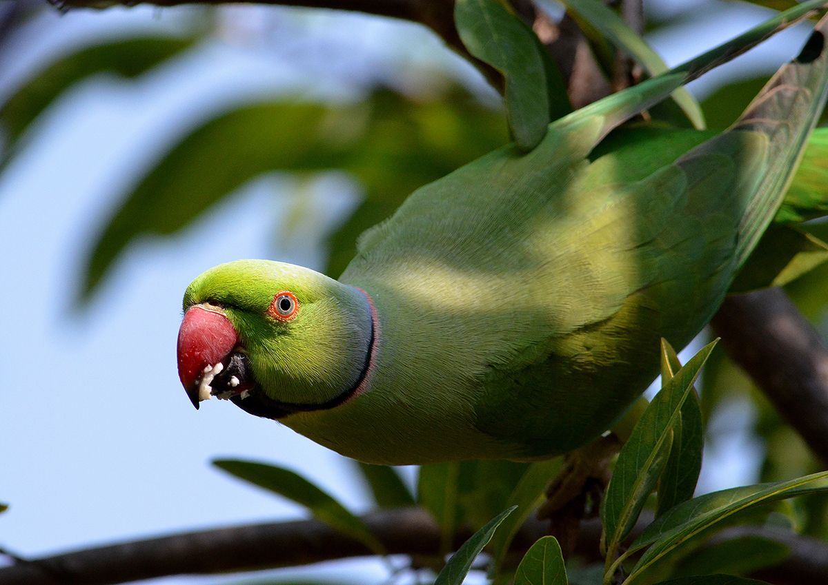 テリハメキシコインコ(Samuel Johnson/Getty Images)