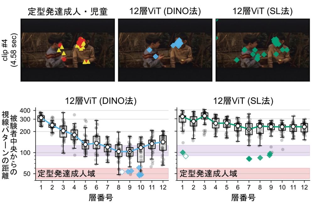 定型発達の人、自発的学習（DINO）、詰め込み教育（SL）の注目点の比較。グラフでは、DINOは定型発達成人層と重なる部分が多い。