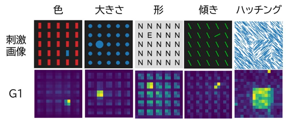 色、大きさ、形、傾きの仲間外れ、ハッチング（パターンが違う部分）の境界線に正しく反応している。こうした人工的な画像を使った学習は一切していない。