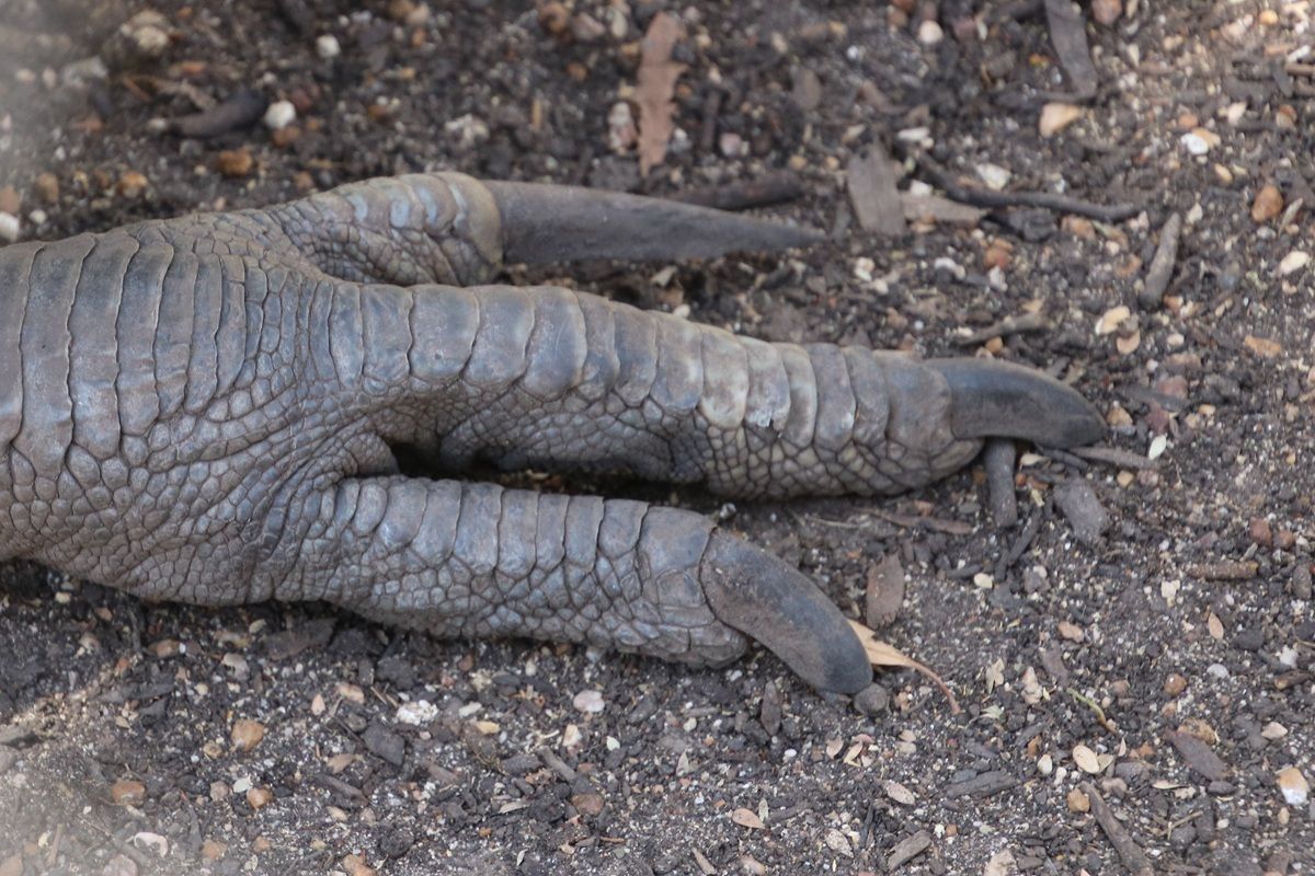 ヒクイドリのかぎ爪（Shutterstock.com）