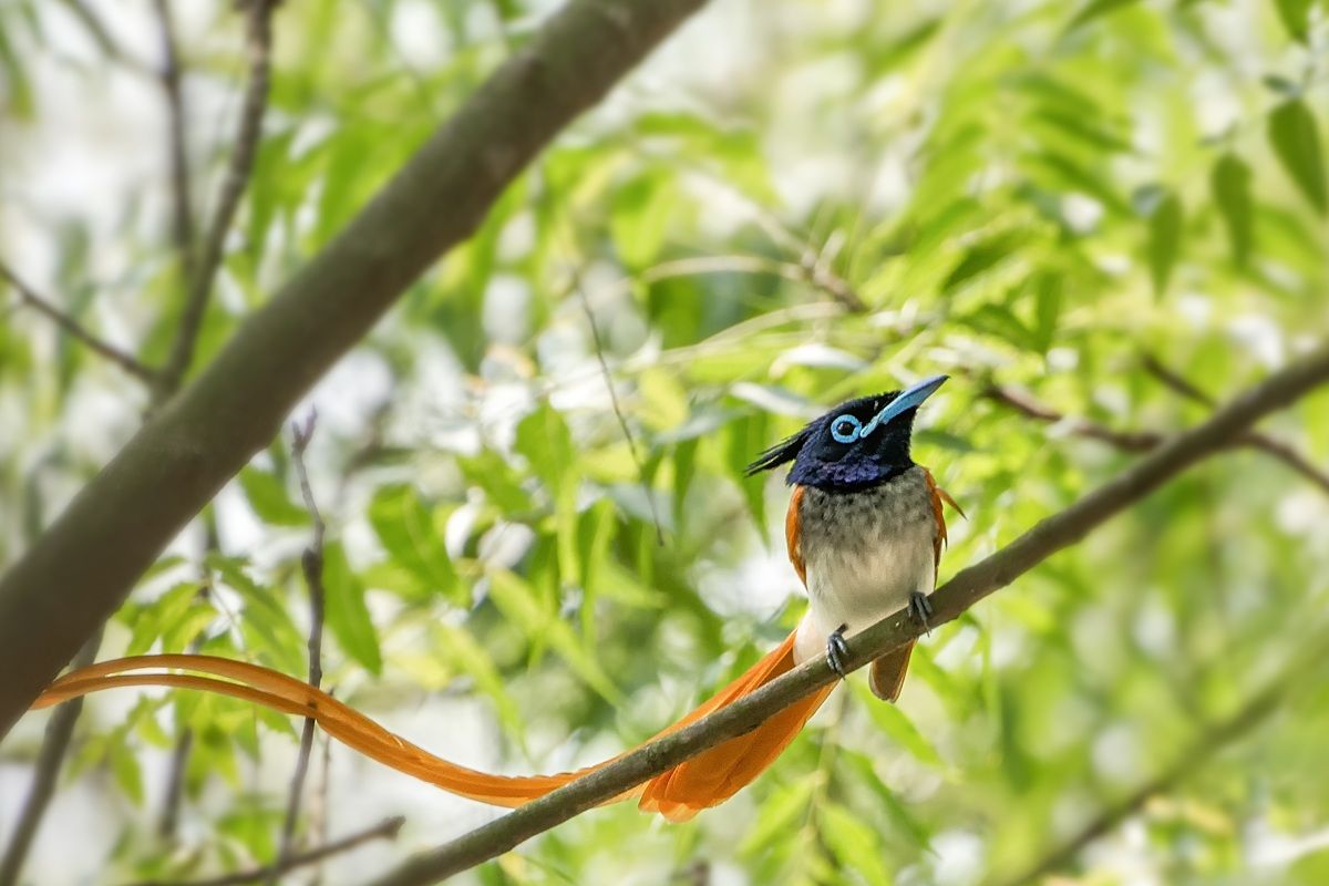 カワリサンコウチョウ（Shutterstock.com）
