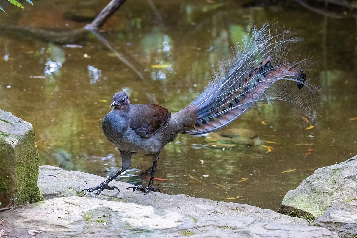 コトドリ(Shutterstock.com)