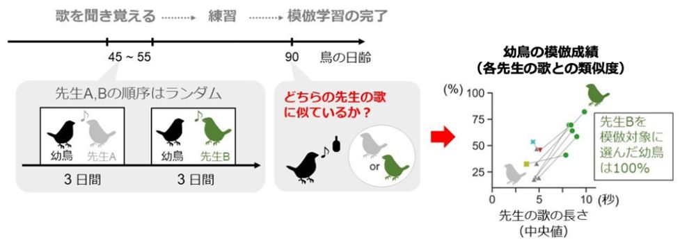 正常な幼鳥は全員が短期集中型の先生を選び、先生とそっくりの歌い方を覚えた。