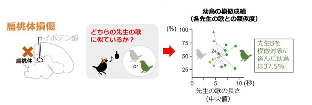 扁桃体損傷の幼鳥は両方の先生の歌を習い、習得した歌から先生の歌の特長を判別するのは困難だった。