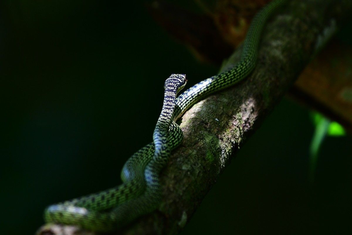 ゴールデントビヘビ　Shutterstock.com